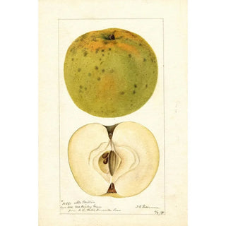 Deborah Griscom Passmore - Malus domestica McMillin.webp