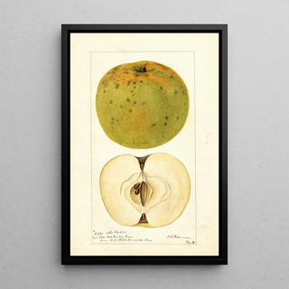 Deborah Griscom Passmore - Malus domestica McMillin.webp