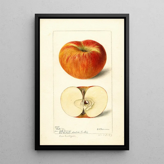 Deborah Griscom Passmore - Malus domestica Ralls.webp