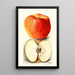 Riproduzione del dipinto Malus domestica Spokane - Deborah Griscom Passmore