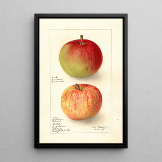 Deborah Griscom Passmore - Malus domestica Wealthy.webp