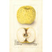 Malus domestica White Pippin - Deborah Griscom Passmore — vista dell’opera