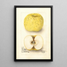 Malus domestica White Pippin - Deborah Griscom Passmore — quadro incorniciato alla parete