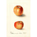 Malus domestica Winesap - Deborah Griscom Passmore — vista dell’opera