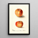 Malus domestica Winesap - Deborah Griscom Passmore — quadro incorniciato alla parete