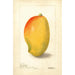 Mangifera indica General Gordon - Deborah Griscom Passmore — vista dell’opera