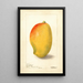 Mangifera indica General Gordon - Deborah Griscom Passmore — quadro incorniciato alla parete