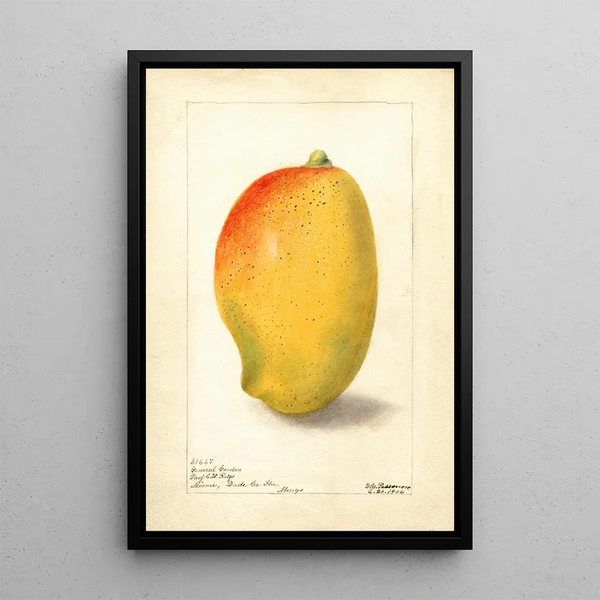 Mangifera indica General Gordon - Deborah Griscom Passmore — gerahmtes Bild an der Wand