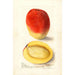 Mangifera indica Mulgoba - Deborah Griscom Passmore — vista dell’opera