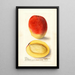 Mangifera indica Mulgoba - Deborah Griscom Passmore — quadro incorniciato alla parete