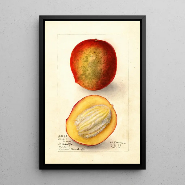 Reproduktion des Gemäldes Mangifera indica Perrine - Deborah Griscom Passmore