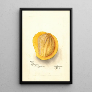 Deborah Griscom Passmore - Mangifera indica Peters.webp
