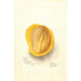 Riproduzione del dipinto Mangifera indica Peters - Deborah Griscom Passmore