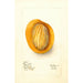 Riproduzione del dipinto Mangifera indica Raja Purra - Deborah Griscom Passmore