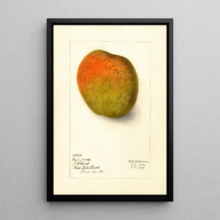 Deborah Griscom Passmore - Mangifera indica Raja Purri.webp
