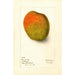 Riproduzione del dipinto Mangifera indica Raja Purri - Deborah Griscom Passmore
