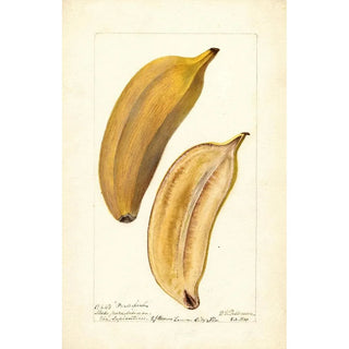 Deborah Griscom Passmore - Musa Paradise.webp