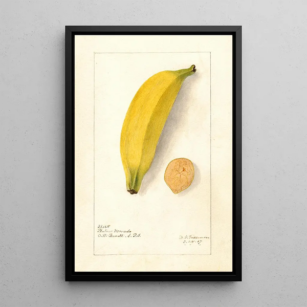 Reproduktion des Gemäldes Musa Platano Morado - Deborah Griscom Passmore