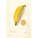 Riproduzione del dipinto Musa Platano Morado - Deborah Griscom Passmore