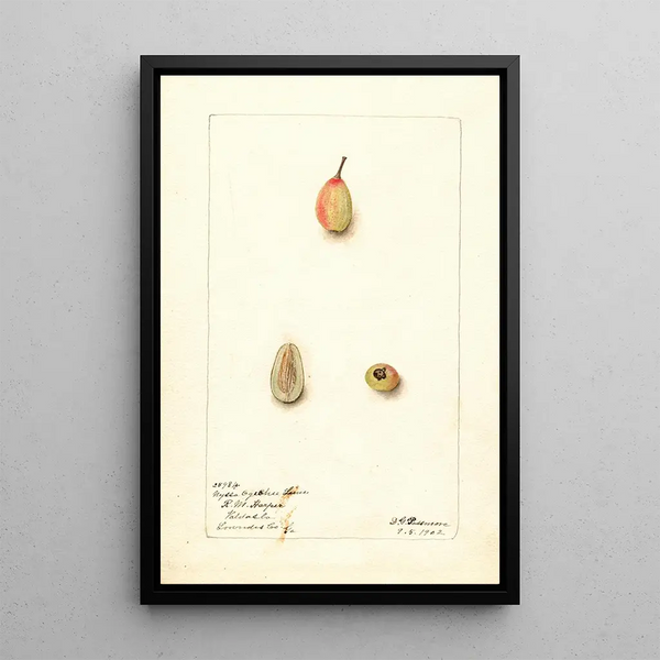 Nyssa ogeche - Deborah Griscom Passmore — gerahmtes Bild an der Wand