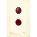 Opuntia Figue de Barbarie - Deborah Griscom Passmore — vista dell’opera