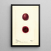 Opuntia Figue de Barbarie - Deborah Griscom Passmore — quadro incorniciato alla parete