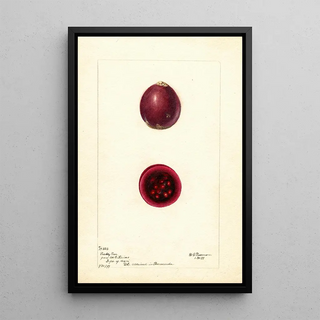 Deborah Griscom Passmore - Opuntia Prickly Pear.webp