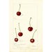 Prunus avium - Deborah Griscom Passmore — vista dell’opera