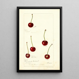 Deborah Griscom Passmore - Prunus avium.webp
