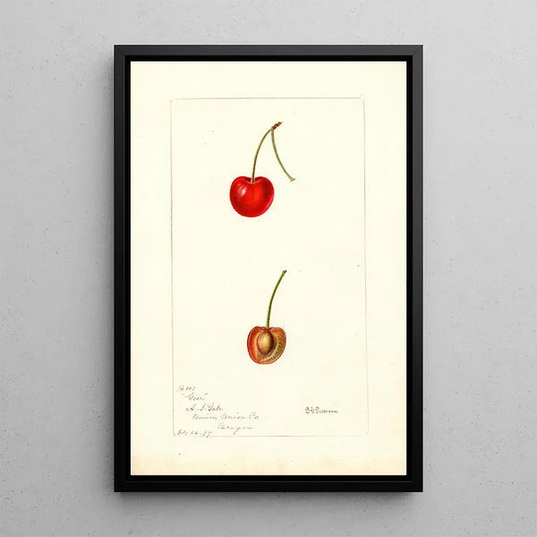 Reproduktion des Gemäldes Prunus avium Geer - Deborah Griscom Passmore
