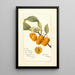 Riproduzione del dipinto Prunus avium Golden Beauty - Deborah Griscom Passmore