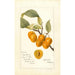 Riproduzione del dipinto Prunus avium Golden Beauty - Deborah Griscom Passmore