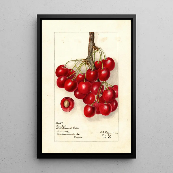 Reproduktion des Gemäldes Prunus avium Lambert - Deborah Griscom Passmore