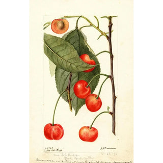 Deborah Griscom Passmore - Prunus avium Rupp.webp
