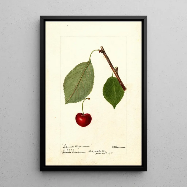 Reproduktion des Gemäldes Prunus avium Schmidt Bigarreau - Deborah Griscom Passmore