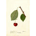 Riproduzione del dipinto Prunus avium Schmidt Bigarreau - Deborah Griscom Passmore