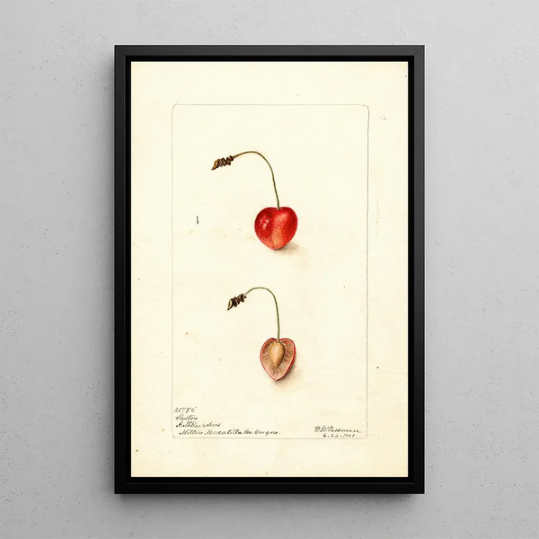 Prunus avium Shelton - Deborah Griscom Passmore — gerahmtes Bild an der Wand