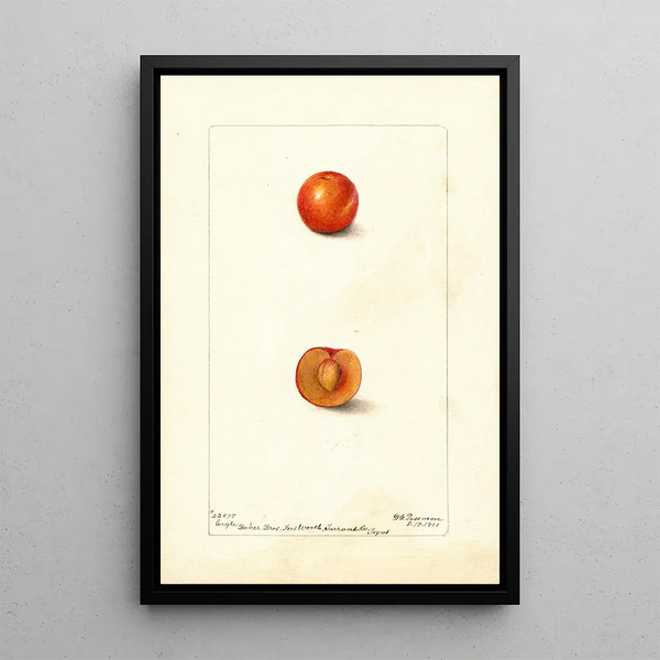Prunus domestica Eagle - Deborah Griscom Passmore — gerahmtes Bild an der Wand