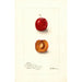 Reproduktion des Gemäldes Prunus domestica Forewattamie - Deborah Griscom Passmore