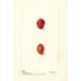 Prunus domestica Heaton - Deborah Griscom Passmore — vista dell’opera