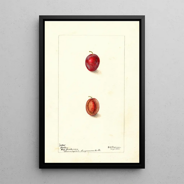 Prunus domestica Heaton - Deborah Griscom Passmore — gerahmtes Bild an der Wand