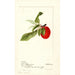 Prunus domestica Lannix - Deborah Griscom Passmore — vista dell’opera