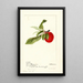 Prunus domestica Lannix - Deborah Griscom Passmore — quadro incorniciato alla parete