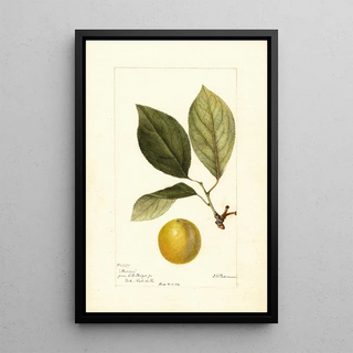 Deborah Griscom Passmore - Prunus domestica Madison.webp