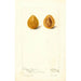 Prunus domestica Moldavka - Deborah Griscom Passmore — Ansicht des Kunstwerks