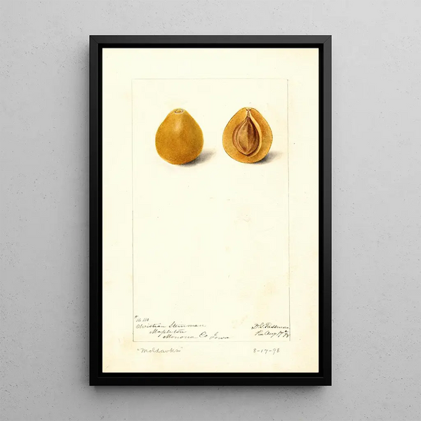 Prunus domestica Moldavka - Deborah Griscom Passmore — gerahmtes Bild an der Wand