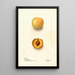 Riproduzione del dipinto Prunus domestica Normand - Deborah Griscom Passmore