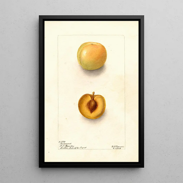 Reproduktion des Gemäldes Prunus domestica Normand - Deborah Griscom Passmore