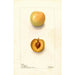 Riproduzione del dipinto Prunus domestica Normand - Deborah Griscom Passmore