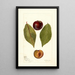 Reproduktion des Gemäldes Prunus domestica Pander - Deborah Griscom Passmore